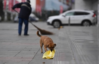 飼い主さんを手伝ってボクもお掃除　中国・長春