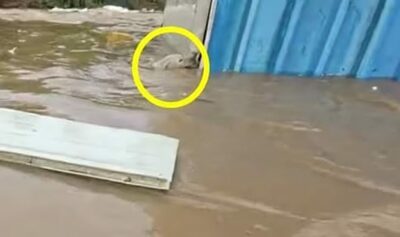 濁流にもがく犬を救え…命がけで飛び込んだ韓国のユーチューバーに称賛