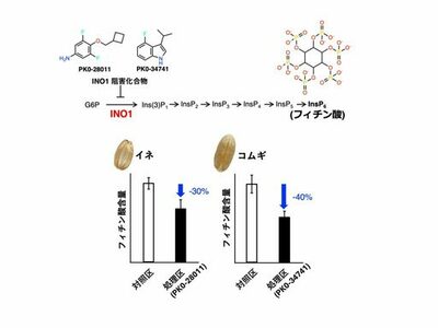 【Nature Food誌掲載】東洋大学の研究グループが穀物の栄養改善へ　世界初「フィチン酸」を化学的に減らす新しい手法を開発　～遺伝子改変を伴わず、イネとコムギの栄養価を改善～