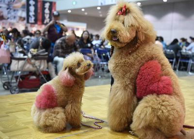 ワンニャンからトカゲまで大集合！　体験型イベント「ペット博」　千葉