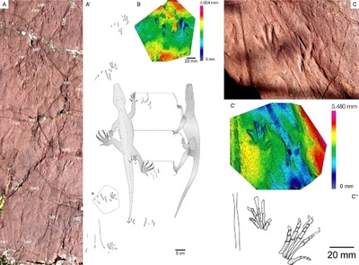 2億4800万年前の足跡化石を発見、未知の古代爬虫類 スペイン