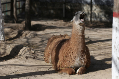 春眠は楽し チベット動物園