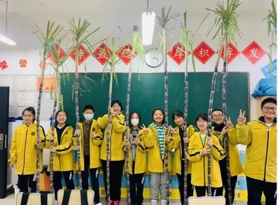 中国杭州の中学教師、生徒への「ごほうび」は長さ2メートルのサトウキビ