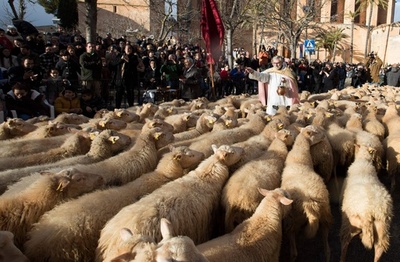 神の祝福に羊殺到？ 動物の守護聖人「聖アントニオ」の日 スペイン