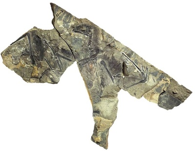 皮膜の「翼」持つ新種恐竜、中国で化石 結論に疑問の声も