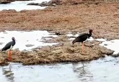 「鳥のジャイアントパンダ」 オグロヅルの個体数が過去最高に 中国