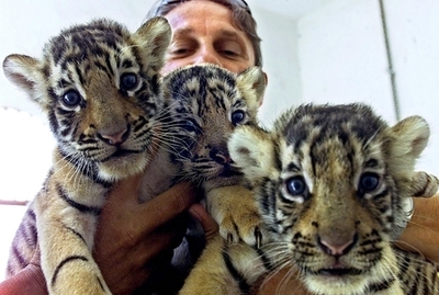 絶滅危機のトラの赤ちゃんなでた州農業相に非難集中、インド