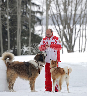 秋田犬 ゆめ と戯れるプーチン大統領 ロシア 写真7枚 ファッション ニュースならmode Press Powered By Afpbb News