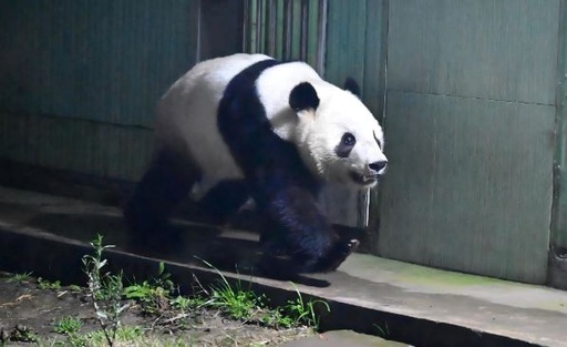 日本から帰国の「シャオシャオ」と「レイレイ」 四川省の雅安基地に入居