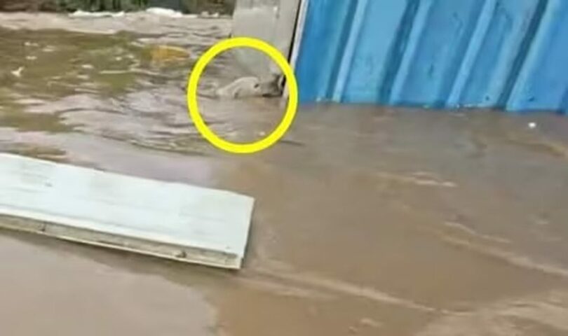 オンラインコミュニティ(c)news1