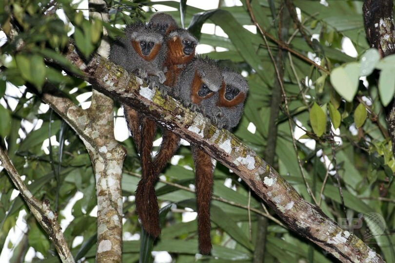 アマゾン熱帯雨林で新種400種近く発見 WWF