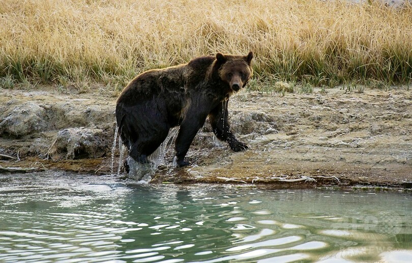 クマに襲われサイクリング中の男性死亡 米国立公園近く 写真1枚 国際ニュース Afpbb News