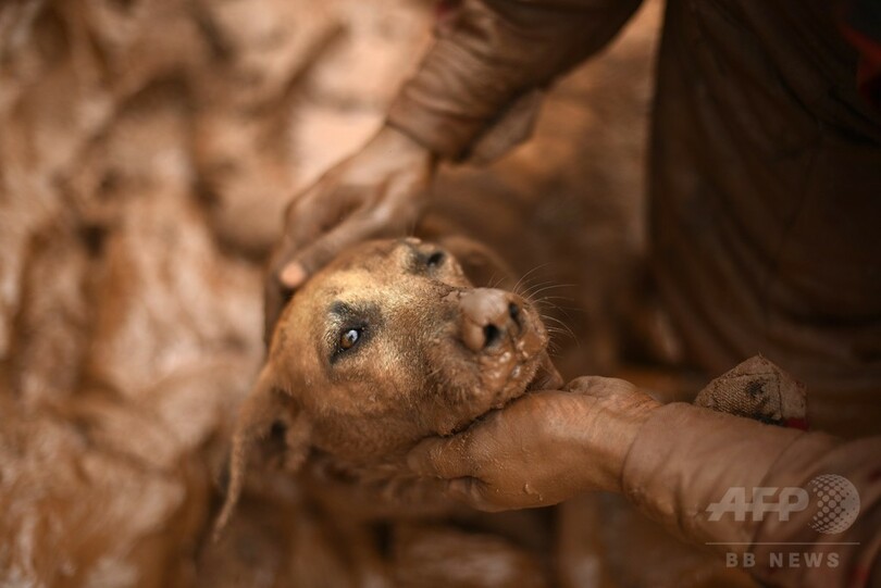 泥に埋まって動けなくなった犬救助、ブラジル鉱山ダム決壊事故