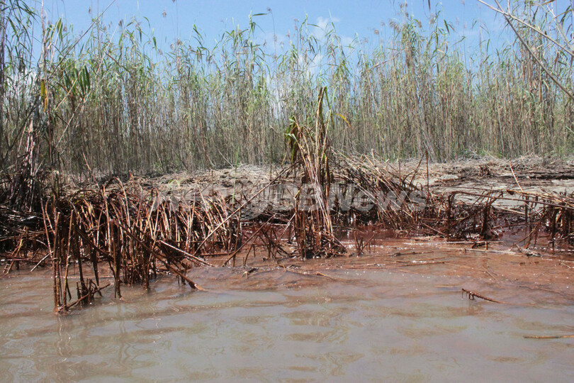 流出原油で湿地帯が壊滅状態に、回復は絶望的 米ルイジアナ州