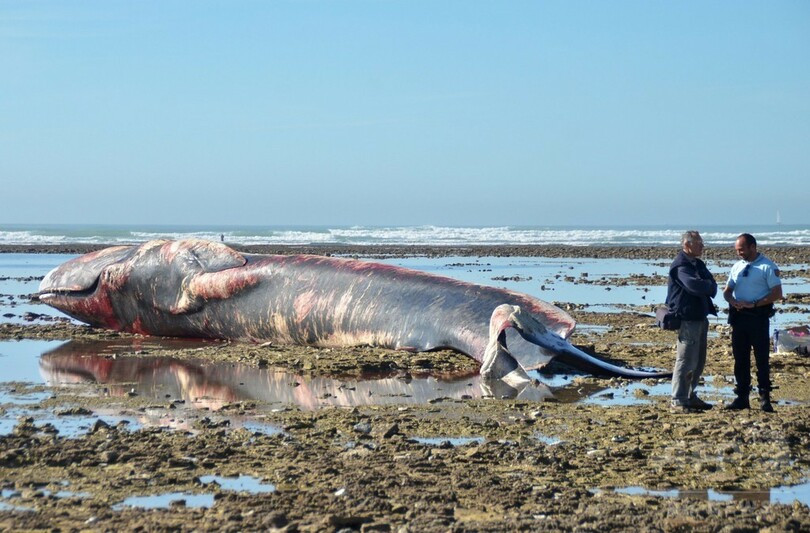 体長20メートル超のクジラ、ビーチに打ち上げられる 仏西部