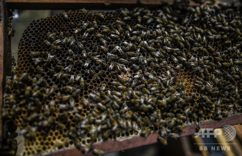 ミツバチが癒やす内戦の傷、養蜂で復興目指すコロンビアの村