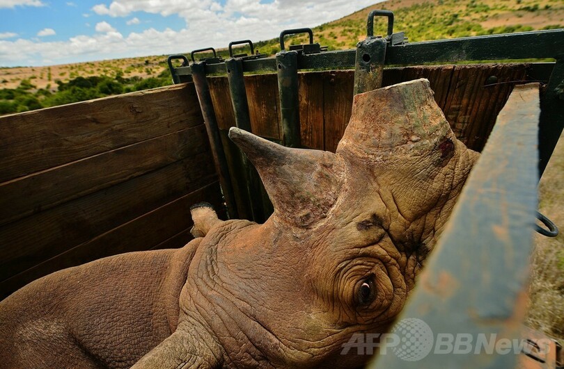 2013年南アのサイ密猟、1000頭に迫り過去最悪に