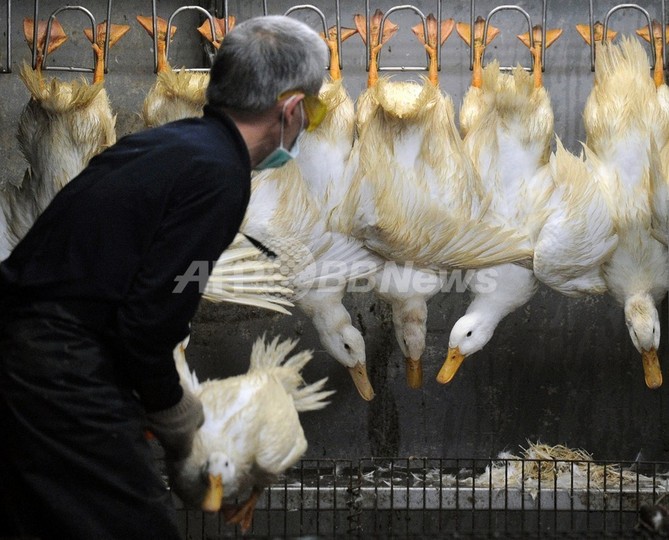 鳥インフルで27人目の死者、中国・湖南省 鳥インフルで27人目の死者、中国・湖南省