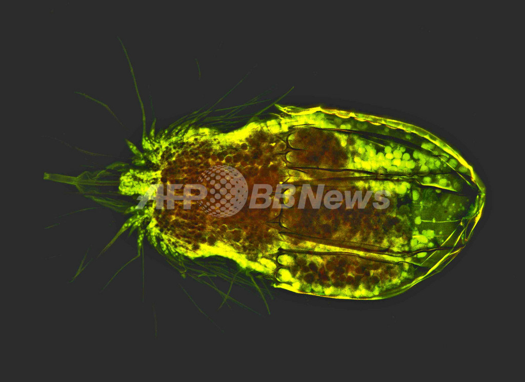海洋微生物の豊かな多様性が明らかに、環境プロセス理解にも一助 海洋微生物の豊かな多様性が明らかに、環境プロセス理解にも一助
