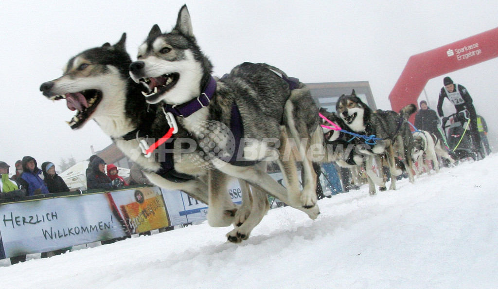 1500匹参加の犬ぞりレース、ドイツ 写真5枚 国際ニュース:AFPBB News