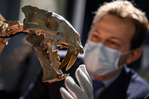 サーベルタイガー」の骨格標本、880万円で落札 写真8枚 国際ニュース