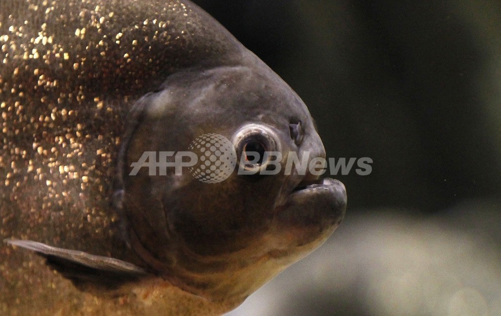 市街地の川でピラニア繁殖 懸賞金 に釣り人ずらり 中国 写真1枚 国際ニュース Afpbb News