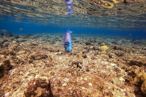 紅海のサンゴ礁脅かす、イスラエル・UAEの石油協定 写真19枚 国際