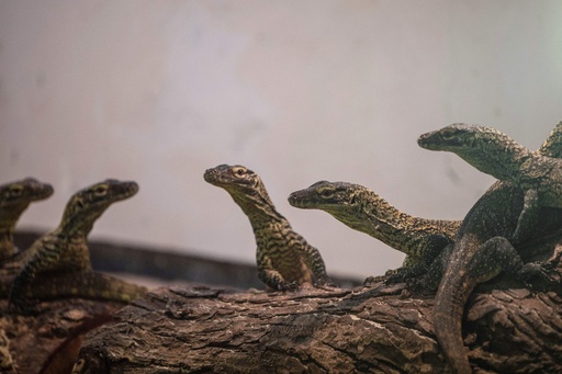 絶滅危惧のコモドドラゴン 29匹誕生 インドネシア動物園 写真13枚 国際ニュース Afpbb News