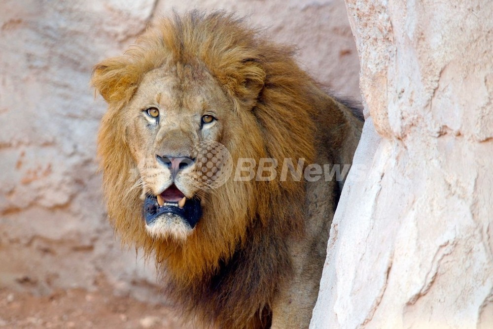 アトラスライオンを絶滅から救え ラバト動物園の挑戦 写真4枚 国際ニュース Afpbb News