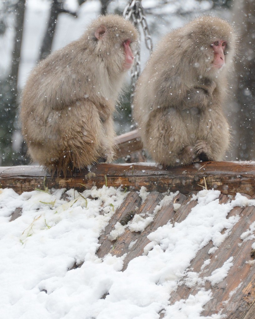 東京などで再び大雪、寒さに耐える上野のサル