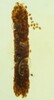 今回発見された昆虫のふん石（資料写真）。(c)Xinhua News 