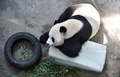 中国・湖北省武漢の動物園で、大きな氷のブロックの上でくつろぐジャイアントパンダ（2015年8月4日撮影）。(c)AFP