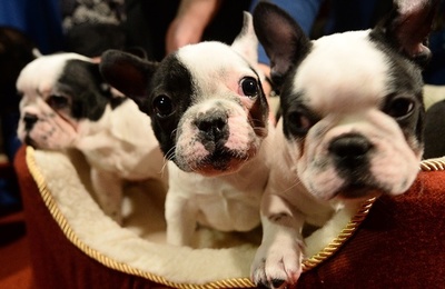 到着便から愛玩犬500匹、38匹死ぬ 組織犯罪か カナダ