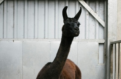 ラマ、コロナ治療の鍵握る ベルギー