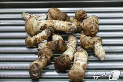 韓国「最高品質」天然松茸が史上最高価格に…記録的猛暑で生産量減少