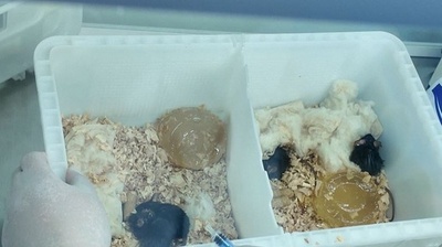 中国宇宙ステーション 2025年は31の科学応用プロジェクトを追加