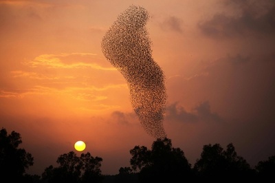 夕映えにムクドリの群舞、イスラエル