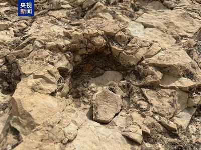 中国寧夏で龍脚類恐龍の大規模足跡化石群を発見