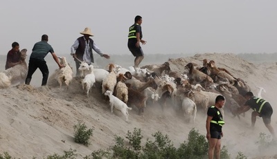 増水で取り残された羊173頭を警察官が救出＝中国新疆・墨玉県