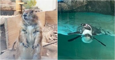 韓国の動物施設、オオカミ脱走が浮き彫りにした「動物たちの深刻なストレス異常行動」