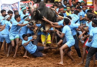 インド牛追い祭り「ジャリカット」、負傷者多数