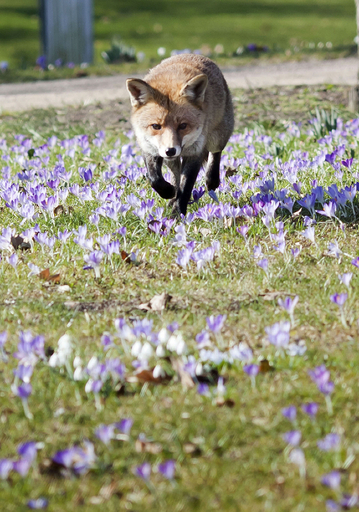 早春の花畑を走るキツネ、独フランクフルト