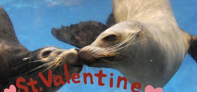 新技は「水中キス」、登別マリンパークニクスのアシカ 北海道