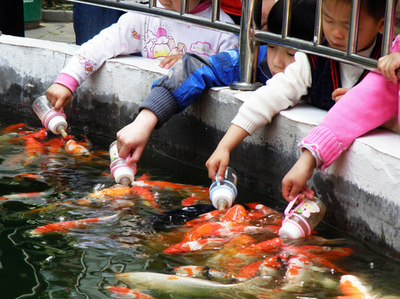 ほ乳瓶から鯉に餌、中国・湖北省