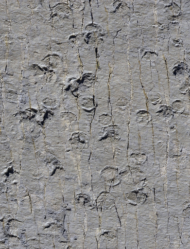 恐竜300種の足跡が約5000個、ボリビアの白亜紀公園