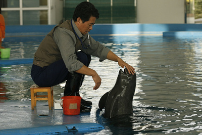 長江のスナメリ、生息数調査始まる