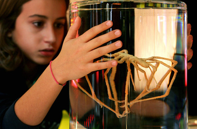 ウミグモの「鼓動する腸」、研究