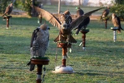 「密猟者の楽園」 パキスタンのハヤブサがアラブの富豪に渡る現実