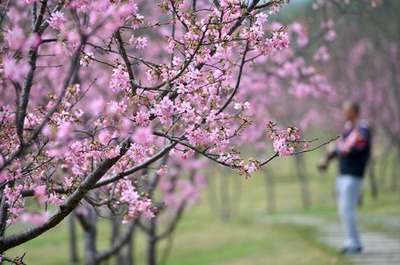 春を満喫、中国・南寧で咲き誇る桜と桃