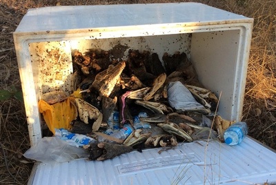 冷凍庫からワニの頭など70頭分、豪州